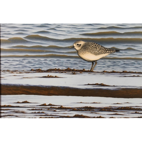 413 - CHRIS LODGE, Golden Plover, oil on board, signed and dated 09 lower right, 31cm x 43cm, frame 38cm x... 