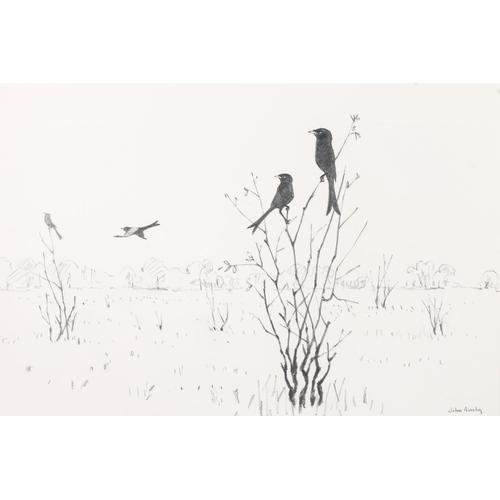 416 - JOHN BUSBY (1928-2015), Black Drongos, pencil drawing, signed and dated '97 lower right, 22cm x 32cm... 