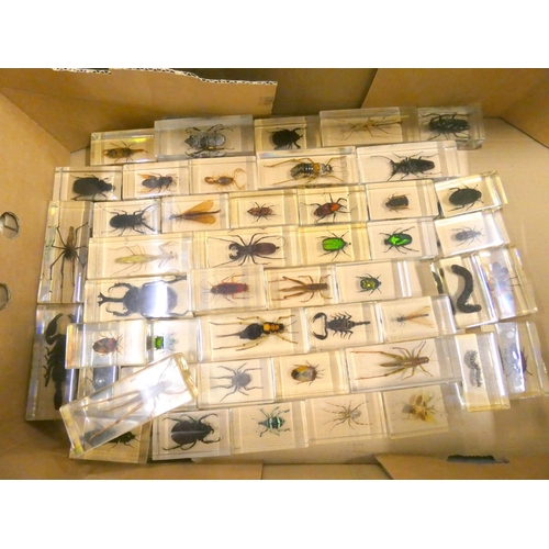 217 - Collection of Entomology (insects) specimens