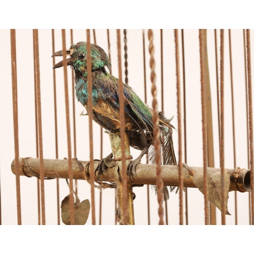 279 - A 19th century mechanical singing bird in a cage, mounted on a gilded base, 55cm high.