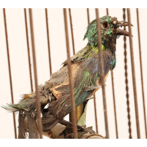 279 - A 19th century mechanical singing bird in a cage, mounted on a gilded base, 55cm high.