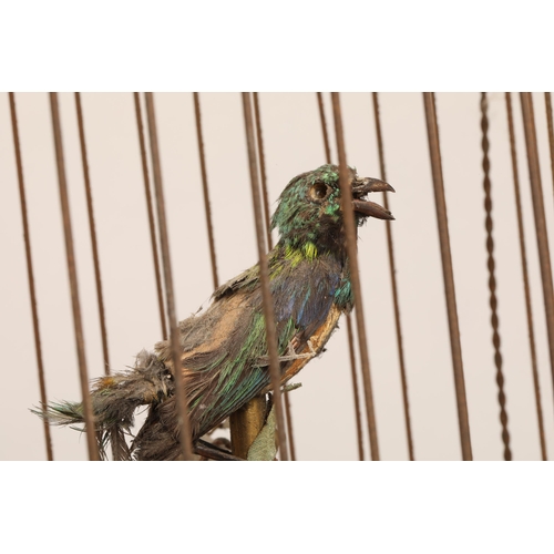 279 - A 19th century mechanical singing bird in a cage, mounted on a gilded base, 55cm high.