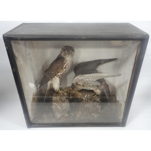 309 - Taxidermy Interest: Victorian group of two Merlins (Falco Columbarius) enclosed in naturalistic sett... 