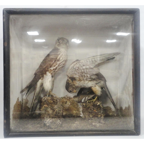 309 - Taxidermy Interest: Victorian group of two Merlins (Falco Columbarius) enclosed in naturalistic sett... 