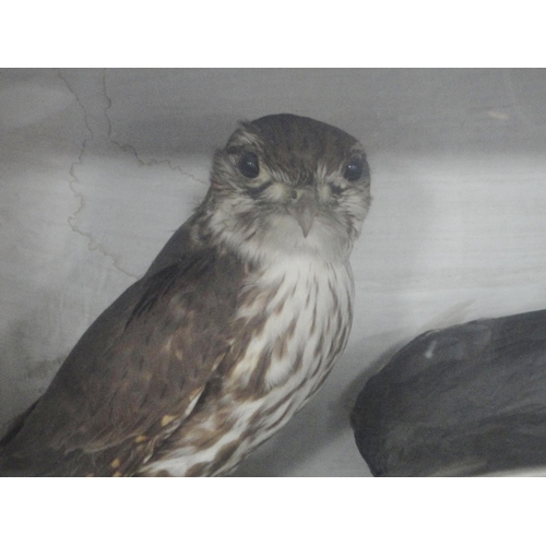 309 - Taxidermy Interest: Victorian group of two Merlins (Falco Columbarius) enclosed in naturalistic sett... 