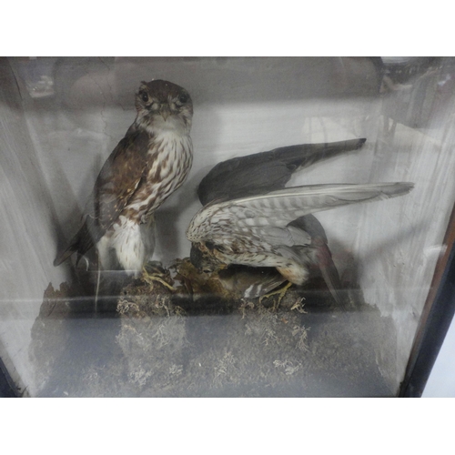 309 - Taxidermy Interest: Victorian group of two Merlins (Falco Columbarius) enclosed in naturalistic sett... 