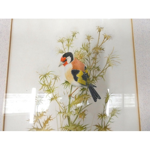 381 - John JenmanGoldfinchWatercolour