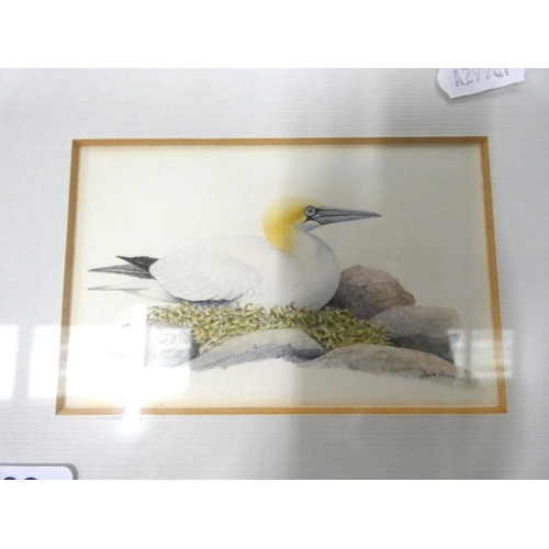 382 - John JenmanGannetwatercolour