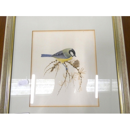383 - John JenmanBlue Tit                                         Watercolour
