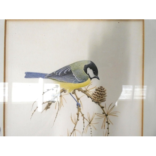 383 - John JenmanBlue Tit                                         Watercolour