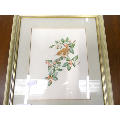 384 - John JenmanWren Watercolour