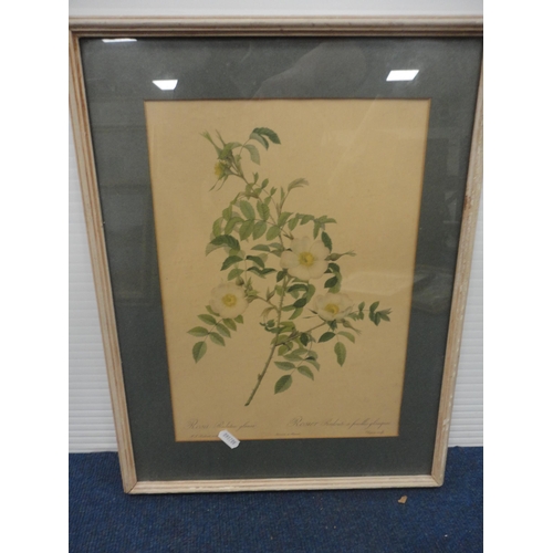 49 - Botanical and other prints, and a hand-coloured map showing the route of Hannibal's expedition.&nbsp... 