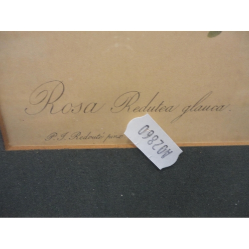 49 - Botanical and other prints, and a hand-coloured map showing the route of Hannibal's expedition.&nbsp... 