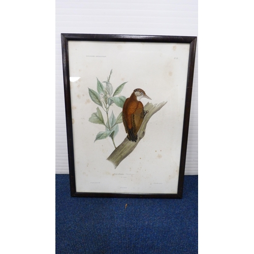 21 - After Archibald ThorburnSnipePencil signed print, also a group of various bird prints.  (10)... 