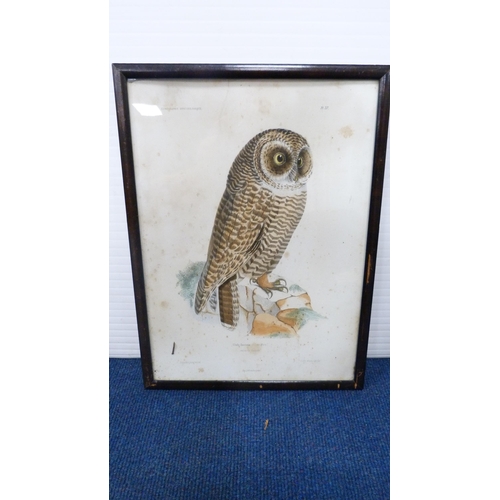 21 - After Archibald ThorburnSnipePencil signed print, also a group of various bird prints.  (10)... 