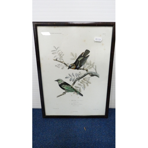 21 - After Archibald ThorburnSnipePencil signed print, also a group of various bird prints.  (10)... 