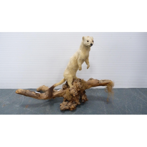 68 - Taxidermy stoat on a naturalistic stump.