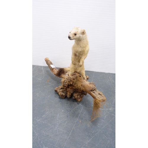 68 - Taxidermy stoat on a naturalistic stump.