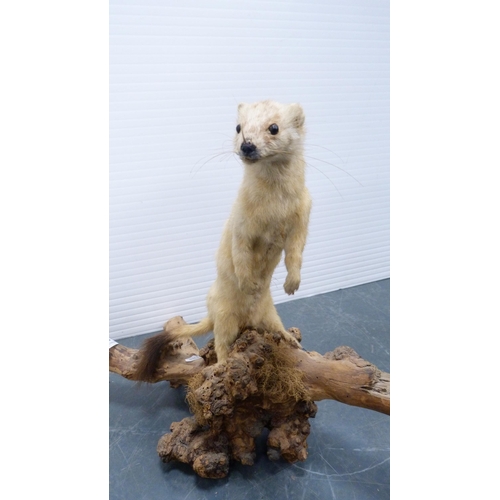 68 - Taxidermy stoat on a naturalistic stump.