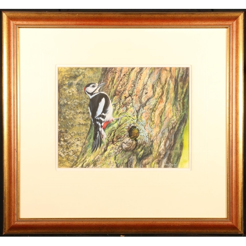 388 - JAMES RENNY (Sri Lankan b1946) *ARR* Greater Spotted Woodpecker Acrylic painting, signed and dated 2... 