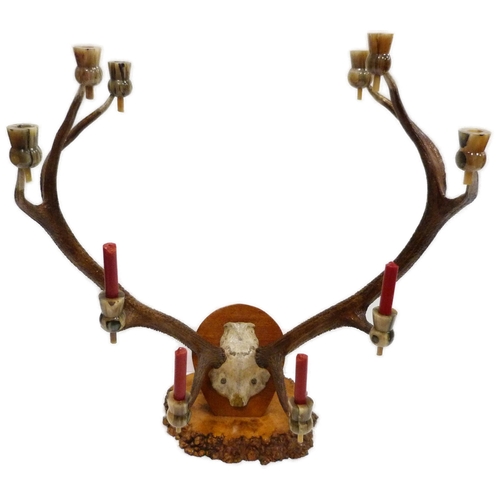 310 - Taxidermy Interest: Pair of five-point antlers with skull on a wall plinth, each point has a later h... 