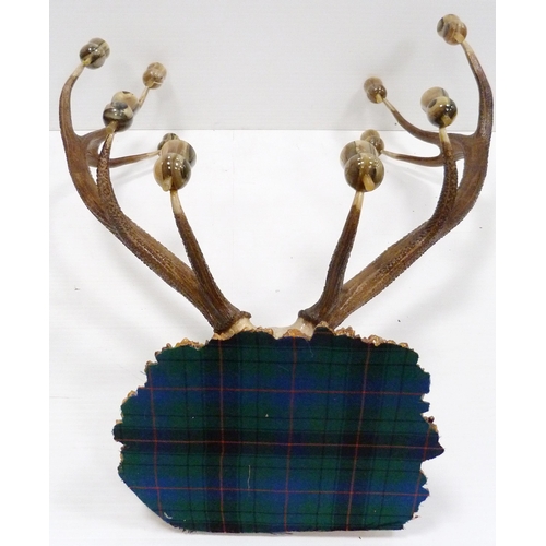 310 - Taxidermy Interest: Pair of five-point antlers with skull on a wall plinth, each point has a later h... 