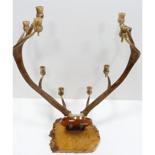 310 - Taxidermy Interest: Pair of five-point antlers with skull on a wall plinth, each point has a later h... 