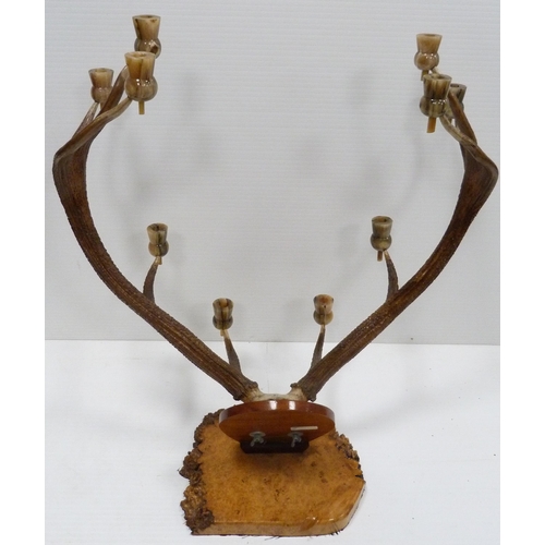 310 - Taxidermy Interest: Pair of five-point antlers with skull on a wall plinth, each point has a later h... 