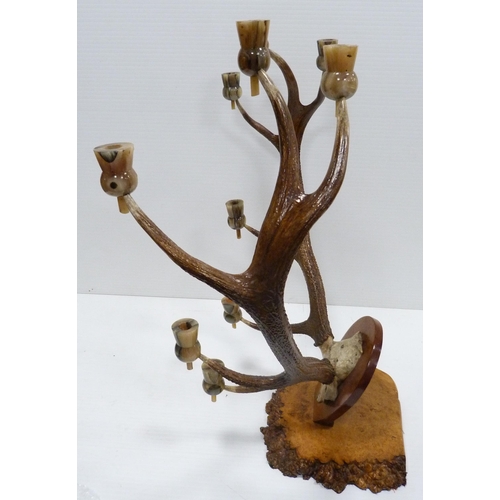 310 - Taxidermy Interest: Pair of five-point antlers with skull on a wall plinth, each point has a later h... 