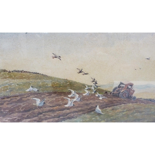 347 - Donald Watson (Scottish, 1918 - 2015)Gulls feeding behind a farmer's ploughSigned and dated March '5... 