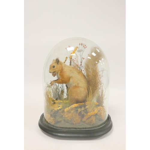 159 - Taxidermy interest, Red Squirrel (Sciurus Vulgaris) enclosed in a naturalistic setting under glass d... 