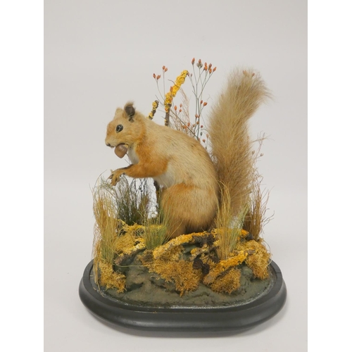 159 - Taxidermy interest, Red Squirrel (Sciurus Vulgaris) enclosed in a naturalistic setting under glass d... 