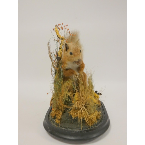 159 - Taxidermy interest, Red Squirrel (Sciurus Vulgaris) enclosed in a naturalistic setting under glass d... 