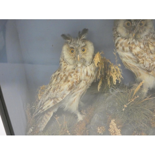 160 - Taxidermy interest, two Eurasian Eagle-Owls (Bubo bubo) perched on naturalistic rock with shrubbery,... 