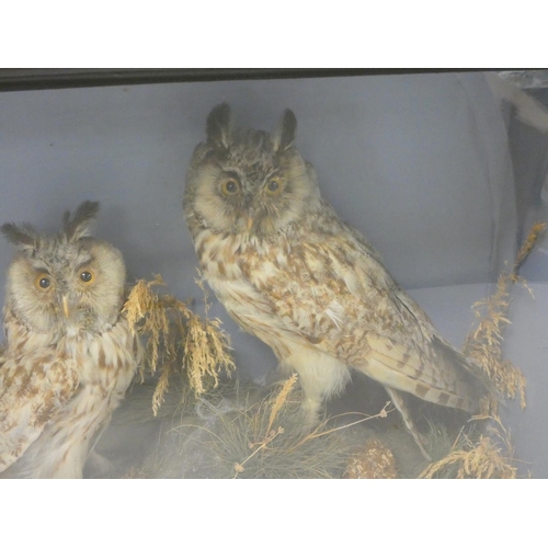 160 - Taxidermy interest, two Eurasian Eagle-Owls (Bubo bubo) perched on naturalistic rock with shrubbery,... 