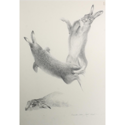 404 - TERENCE LAMBERT, Studies of Brown Hares, pencil drawing, signed lower right, 69cm x 49cm, frame 105c... 