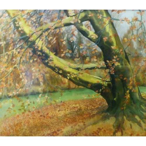 343 - Anne Campbell (Scottish, Contemporary)The Beech TreeSigned, watercolour and gouache, 101cm x 122cm.L... 