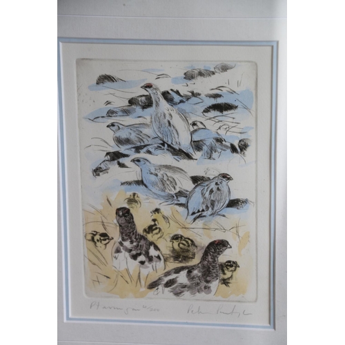 470 - PETER PARTINGTON (British b1941), Ptarmigan and Re Grouse, two limited edition pencil signed prints,... 