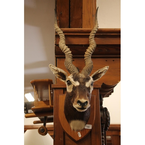 145 - Pair of mounted black buck antelope heads.