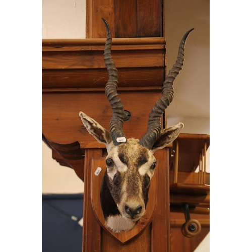 145 - Pair of mounted black buck antelope heads.