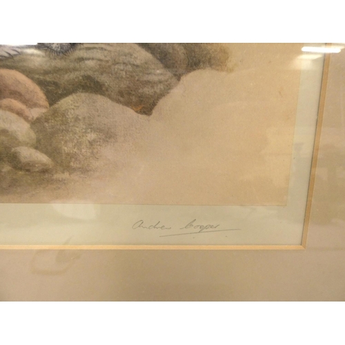 265 - Pencil signed, Andrew Cooper, Grey Seal Pups, print in gilt frame.