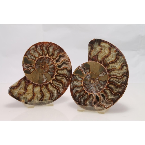 262 - Two ammonite fossils on stands, 14cm high.