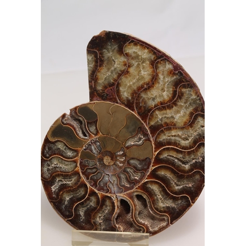 262 - Two ammonite fossils on stands, 14cm high.