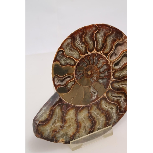 262 - Two ammonite fossils on stands, 14cm high.