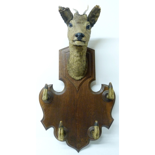 413 - Taxidermy Interest: Roe deer trophy head with applied hooves, fixed to an oak wall-hanging plinth, o... 