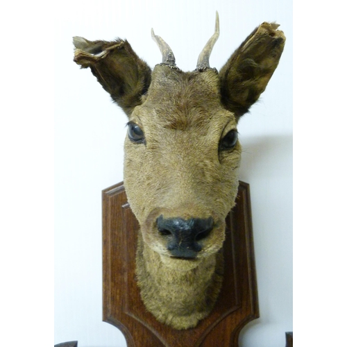 413 - Taxidermy Interest: Roe deer trophy head with applied hooves, fixed to an oak wall-hanging plinth, o... 