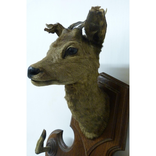 413 - Taxidermy Interest: Roe deer trophy head with applied hooves, fixed to an oak wall-hanging plinth, o... 