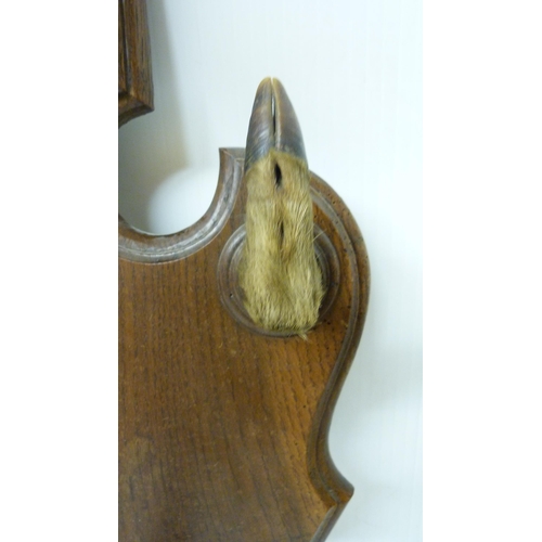 413 - Taxidermy Interest: Roe deer trophy head with applied hooves, fixed to an oak wall-hanging plinth, o... 