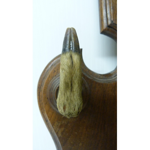 413 - Taxidermy Interest: Roe deer trophy head with applied hooves, fixed to an oak wall-hanging plinth, o... 