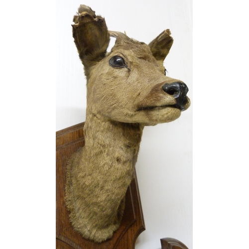 413 - Taxidermy Interest: Roe deer trophy head with applied hooves, fixed to an oak wall-hanging plinth, o... 